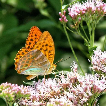 Hotel Diffuso Ceaglio Valle Maira Marmora